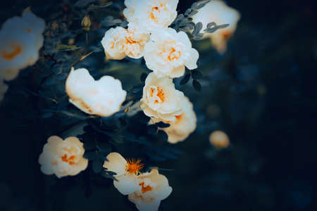 Beautiful fragrant white roses with delicate petals bloom on a bush with dark leaves in the evening twilight of summer in the garden. Nature.の写真素材