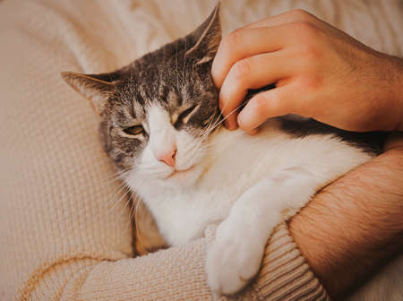 A man in a white sweater holds a tabby domestic fluffy cat in his arms, gently stroking it with his hand. The owner and his pet.の写真素材