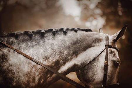Portrait of a beautiful dappled gray horse with a bridle on its muzzle and a braided mane, against the background of tree foliage on an autumn evening. Equestrian life.の写真素材
