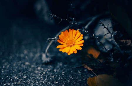 A bright, beautiful orange calendula flower blooms among dark leaves and grass on an autumn night. Nature and medicinal plants.の写真素材