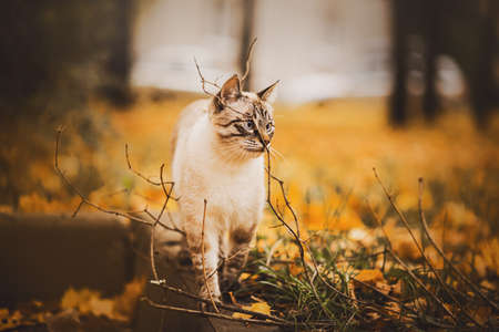 Cute tabby Thai cat walks on an autumn day among the yellow fallen leaves and bare branches of trees. A pet's walk. Autumn.の写真素材