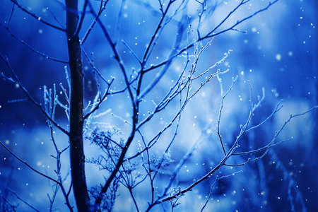 The thin curved branches of the tree are covered with white frost, and light white beautiful snowflakes fall from the sky on a frosty cold winter day. Nature in January. Snowfall.の写真素材