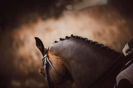 A beautiful bay horse with a dark braided mane and a rider in the saddle on an autumn dark evening. Horse riding. Equestrian sports.の写真素材