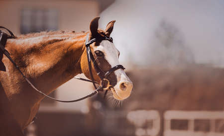 Portrait of a beautiful sorrel pony with a bridle on its muzzle and a rider in the saddle on a sunny foggy autumn day. Horse riding. Equestrian sports. Dressage.の写真素材