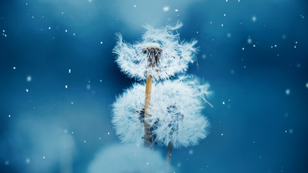Fluffy white beautiful dandelions are blooming, the wind blows away their fluff, and light white snowflakes are falling from the sky. Winter and snowfall.の写真素材