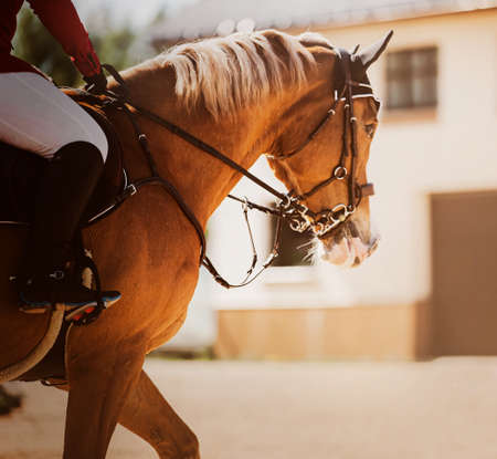 A beautiful fast horse with a rider in the saddle gallops around the arena at equestrian competitions on a sunny summer day. Equestrian sports. horse riding.の写真素材