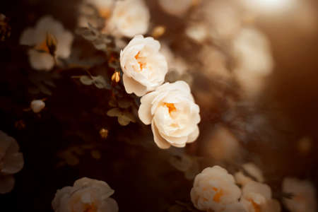 Beautiful white fragrant rose flowers with delicate petals bloomed on the branches of a bush with dark leaves on a sunny summer evening. nature and romance.の写真素材