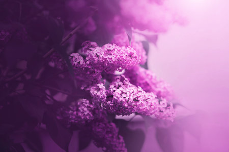 Beautiful fragrant pink lilac flowers with delicate petals bloom on a bush on a spring day. Nature in May. Romance.の写真素材