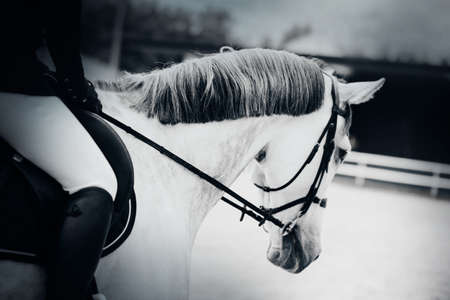 Portrait of a beautiful white horse with a gray mane and a rider in the saddle. Equestrian sports and ammunition. horse riding.の写真素材