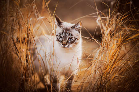 A cute tabby beautiful cat hides among dry tall ears in a field on an autumn sunny day. Nature and a pet.の写真素材