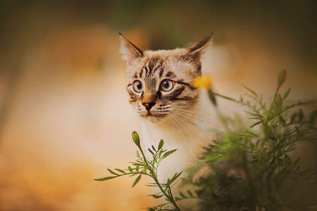 Portrait of a beautiful striped Thai kitten near a flowering bush of yellow marigolds on a summer day. Nature and a pet.の写真素材