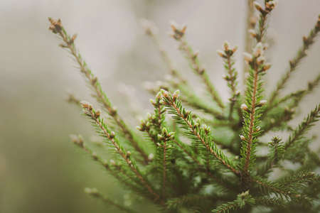 Beautiful fir branches with green needles and young cones on a misty spring morning. The nature of the taiga. Coniferous spruce forest.の写真素材