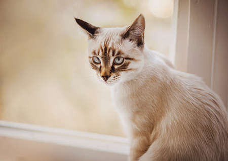 A cute, beautiful tabby kitten is sitting at the window on a white windowsill on a bright morning. A pet.の写真素材