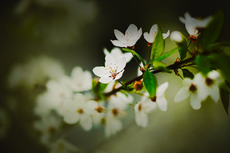 Beautiful white fragrant cherry blossoms with delicate petals bloomed on the thin branches of a tree with green leaves in spring. Nature in May.の写真素材