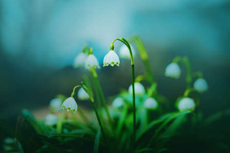 Beautiful white delicate snowdrop flowers bloom on stems with green leaves on a spring day against a blue sky. Nature in May.の写真素材