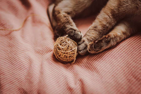 Fluffy tabby paws of a cute cat, which he plays with a ball of wool, lying on a soft bed with a pink blanket. A pet and household items.の写真素材