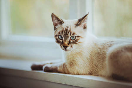 Cute domestic beautiful kitten is lying on the white wooden windowsill of the house near the window on a cloudy summer day. A pet.の写真素材