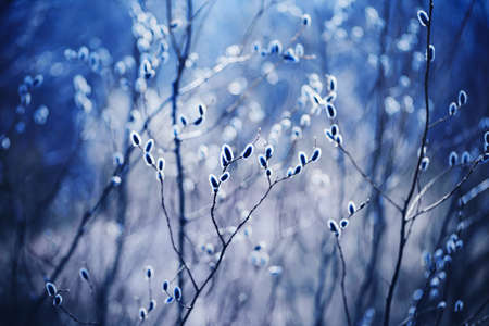 Fluffy willow flowers bloom on thin graceful branches in early spring on a sunny day. Palm Sunday. The end of winter.の写真素材