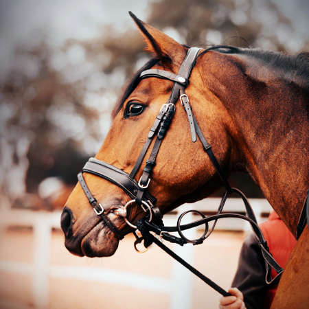 Portrait of a beautiful bay horse with a bridle on its muzzle, which a horse breeder holds by the bridle rein on a summer day. Equestrian sports. horse life. Equestrian life.の写真素材