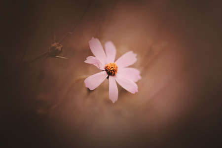 A beautiful pink cosmea flower with delicate petals fades on a dark autumn day. nature and plants.の写真素材