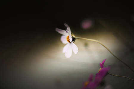 A beautiful cosmea flower with white petals grows on a thin stem on a twilight summer evening. nature and plants.の写真素材