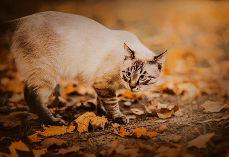 A beautiful tabby cute cat walks on an autumn day in the park among the fallen dry yellow maple leaves and acorns. A walk with a pet. Nature in September.の写真素材