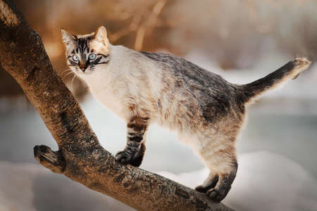 Cute tabby purebred cat climbed on a tree trunk on a sunny snowy winter day. A walk with a pet in the park.の写真素材