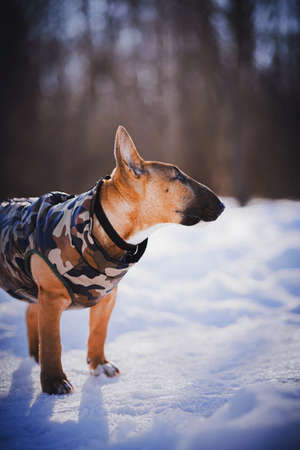 Portrait of a cute ginger bull terrier puppy dressed in a military coloring jumpsuit on a snowy sunny winter day in the park. Walking with a pet.の写真素材