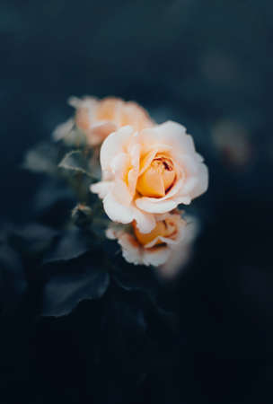 A beautiful light delicate rose blooms on a bush with dark leaves in the summer evening twilight. nature and romance.の写真素材