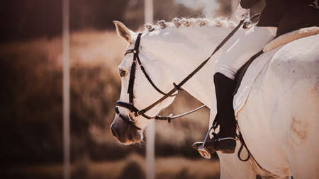 Portrait of a beautiful white racehorse with a rider in the saddle on a sunny day. Equestrian sports. Equestrian dressage competitions. horse riding.の写真素材