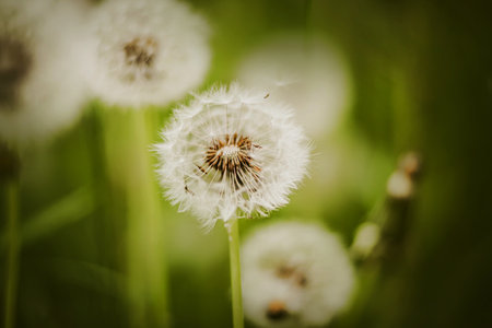 Beautiful white fluffy dandelion flowers bloom in the summer among the green grass. nature in...