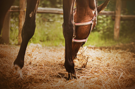 A cute beautiful bay horse with a halter on its muzzle eats dry hay and grazes in a paddock on a farm on a sunny summer day. agriculture and livestock feeding.の写真素材