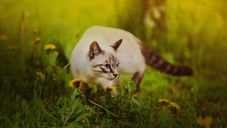 Cute beautiful tabby cat sneaks in a meadow where green grass and yellow dandelions grow on a sunny summer day. A walk of a pet in nature.の写真素材
