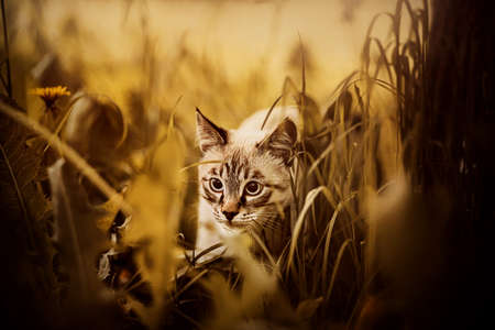 Cute tabby purebred cat sneaks among the yellow grass on an autumn sunny day. A pet walks in nature.の写真素材
