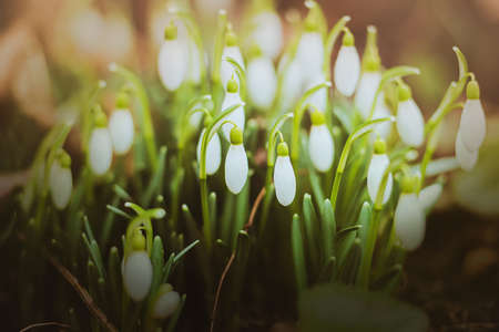 Beautiful pure delicate flowers of snowdrops with white petals bloom on green stems in early spring on a sunny day. Nature in March.の写真素材