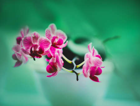 On a summer day, an orchid flower grows in a white pot and blooms with bright, beautiful, fragrant pink flowers. A houseplant.の写真素材