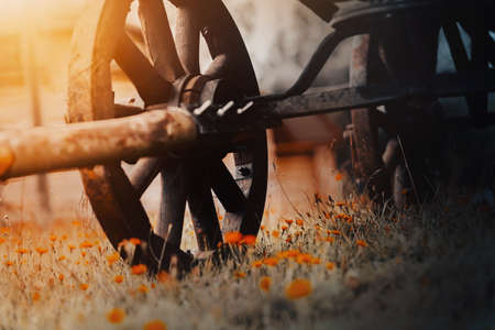 An old wooden cart with big wheels stands in a field where wild orange wildflowers grow. Rural economy and historical transport. Farm.の写真素材