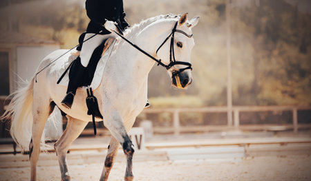 A beautiful white horse with a rider in the saddle performs on a sunny day at a dressage competition. Equestrian sports. horse riding. Equestrian competitions.の写真素材