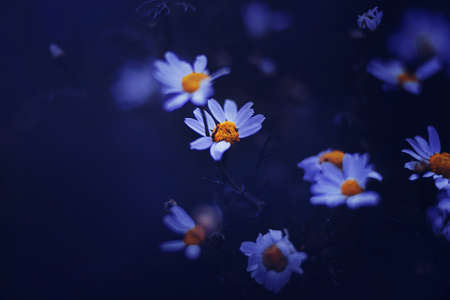 Beautiful white daisy flowers with delicate petals bloom on thin stems in the summer twilight. The beauty of nature.の写真素材