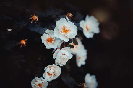 Beautiful fragrant white rose flowers with delicate petals bloom on a bush with dark leaves in the garden in the summer. The beauty of nature.の写真素材
