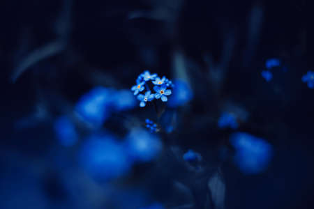 Beautiful little fragrant forget-me-not flowers bloom on a summer night. The beauty of nature. macro.の写真素材