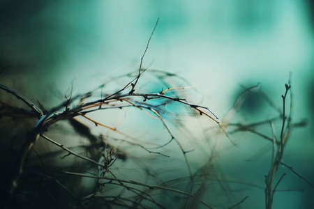 Beautiful thin dry bush branches growing in a dark forest in spring. Nature. A bush without leaves. soft focus.の写真素材