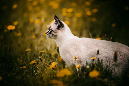 A cute tabby purebred cat walks in a green meadow among the yellow beautiful dandelion flowers on a...