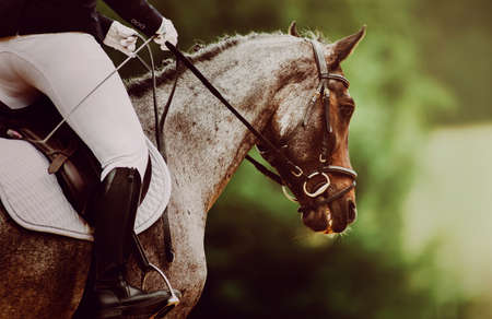 A beautiful gray horse with a rider in the saddle gallops on a summer day against a background of...