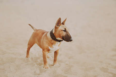 A beautiful ginger puppy of a miniature bull terrier with a collar around his neck stands in the middle of a sandy beach in the summer. dog and nature.の写真素材