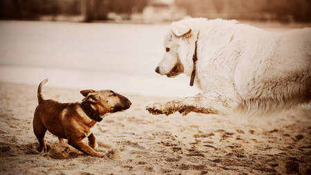 Two cute funny dogs play with each other on a sandy beach on a sunny day. A walk with a pet.の写真素材