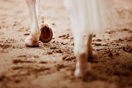 A gentle, beautiful, elegant white horse with a long tail, steps with shod hooves on the sand in the arena. Equestrian sports. Equestrian life.の写真素材