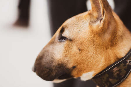Portrait of a cute ginger bull terrier puppy with a collar around its neck on a bright sunny day. A pet. A loyal friend.の写真素材