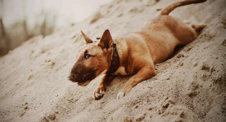 Cute ginger puppy miniature bull terrier has fun playing in the sand on the beach on a summer day. A pet.の写真素材