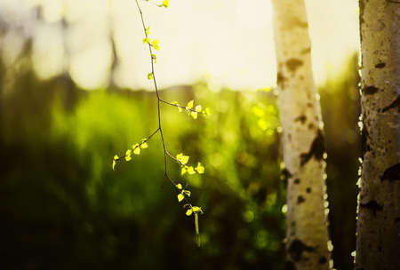 Young leaves green grow on the thin beautiful branches of birch trees in the warm sunny days of spring. The nature of Russia.の写真素材